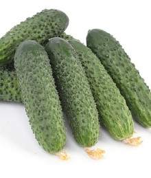 Огурец Резвый F1 - ООО «Семена Тут»