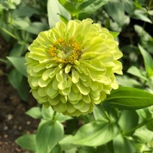 Цинния георгиноцветковая Изабеллина - ООО «Семена Тут»