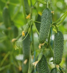 img-1: Огурец Георг F1 - ООО «Семена Тут»