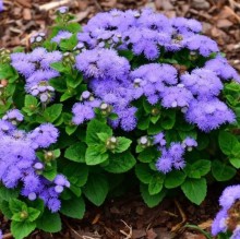 Агератум Голубой шар - ООО «Семена Тут»
