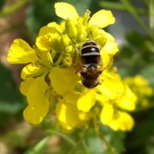 Горчица белая - ООО «Семена Тут»