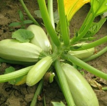 Кабачок Горный - ООО «Семена Тут»