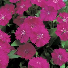 Гвоздика гибридная Телстар Парпл [1000 штук] - ООО «Семена Тут»