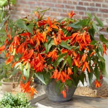 Бегония боливийская Санта Круз [1000 драже] - ООО «Семена Тут»