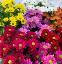 Хризантема индийская Корейская Смесь окрасок - ООО «Семена Тут»