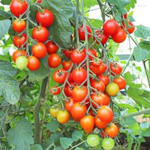 Томат Вишня красная - ООО «Семена Тут»