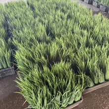 Лук на зелень Грин Флэш - ООО «Семена Тут»