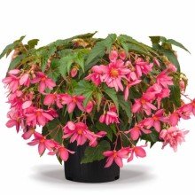 Бегония Фанки Пинк [1000 драже] - ООО «Семена Тут»