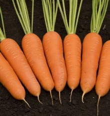 Морковь Кантон F1 (фракция: 1,6-1,8 мм) - Семена Тут