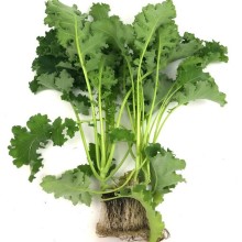 Капуста листовая Карилло F1 - ООО «Семена Тут»