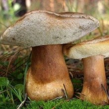 Белый гриб каштановый (60 мл.) - Семена Тут
