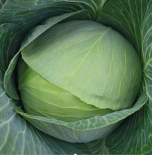 Капуста белокочанная Кавказ 05 F1 (инкруст. семена) - ООО «Семена Тут»