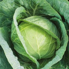 Капуста белокочанная Казачок F1 - ООО «Семена Тут»