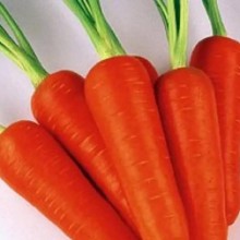 Морковь Кентавр - ООО «Семена Тут»