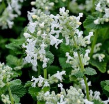 Котовник Кентавр - ООО «Семена Тут»