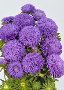 img-1: Астра Классик Дарк Блю [3 гр] - ООО «Семена Тут»