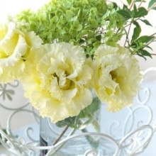 Эустома Корелли 1 Еллоу [1000 драже] - ООО «Семена Тут»