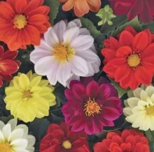 Георгина Кровавая Мэри - ООО «Семена Тут»