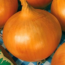 Лук репчатый Кучум - ООО «Семена Тут»