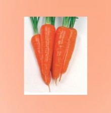 Морковь Курода 107 [20 кг] - ООО «Семена Тут»