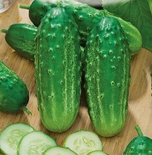 Огурец Далила F1 - ООО «Семена Тут»
