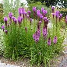 Лиатрис точечный [2 гр] - ООО «Семена Тут»