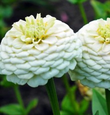 Цинния Лиллипут Белая - ООО «Семена Тут»