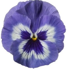 Виола крупноцветковая Колоссус Марина [100 шт] - ООО «Семена Тут»