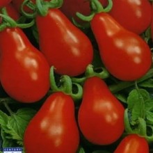 Томат Матрешка - ООО «Семена Тут»