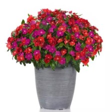 img-1: Катарантус Пацифика Микс Болд [100 шт] - ООО «Семена Тут»