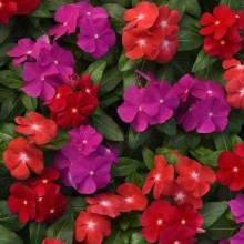 Катарантус Пацифика Микс Болд [100 шт] - ООО «Семена Тут»