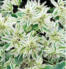 img-1: Молочай окаймленный Горные мечты - ООО «Семена Тут»