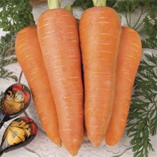 Морковь Алтаир F1 (фракция 1,6-1,8 мм) (инкруст. семена) - ООО «Семена Тут»