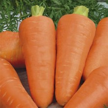 Морковь Шантенэ Роял (фракция 1,4-1,6 мм) - ООО «Семена Тут»