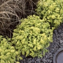 Пиретрум Голден Мосс [1000 шт] - ООО «Семена Тут»