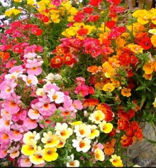 Немезия зобовидная Галакси Биколор Смесь - ООО «Семена Тут»