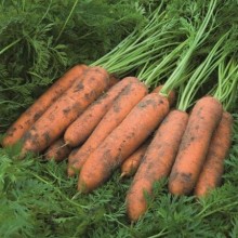 Морковь Ньюкасл F1 (фракция: 1,8-2,0 мм) - ООО «Семена Тут»