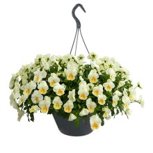 img-1: Виола ампельная Хайфлайер F1 Лемон Сплеш [500 шт] - ООО «Семена Тут»