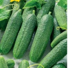 Огурец Перента F1 - ООО «Семена Тут»