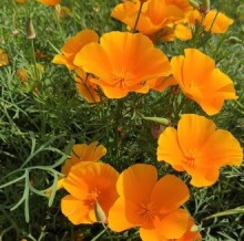 Эшшольция Оранжевый шёлк - ООО «Семена Тут»