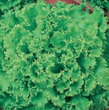 Салат Орфей - ООО «Семена Тут»