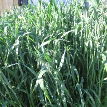 Овес посевной Друг - ООО «Семена Тут»