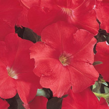 Петуния мультифлора Карпет Брайт Ред [100 драже] - ООО «Семена Тут»
