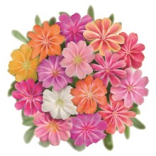 img-2: Левизия Элиза Микс [1000 шт] - ООО «Семена Тут»