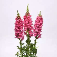 img-1: Львиный зев Потомак (группа 3,4) Эрли Роуз [1000 шт] - ООО «Семена Тут»