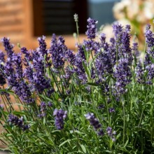 Лаванда Чилаут Блю [500 шт] - ООО «Семена Тут»