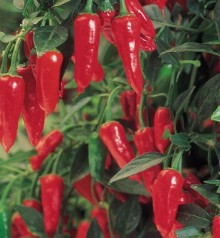 Перец Рамиро - ООО «Семена Тут»