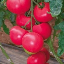 Томат Розалин F1 - ООО «Семена Тут»