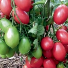 Томат Розовый перезвон - ООО «Семена Тут»