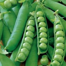 Горох овощной Сахарный 2 - ООО «Семена Тут»